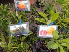 Рассада саженцы 