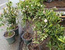 Рассада саженцы 