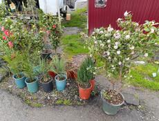 Рассада саженцы 