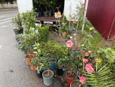 Рассада саженцы 