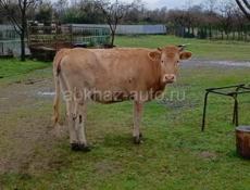 Продаю Тёлку