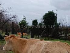 Продаю Тёлку 