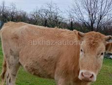 Продаю Тёлку