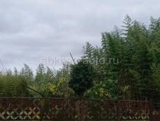 Продаю Тёлку