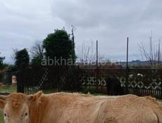 Продаю Тёлку