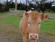 Продаю Тёлку