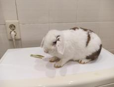 Декоративный кролик.