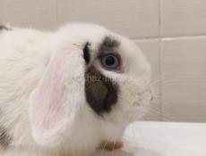 Декоративный кролик.