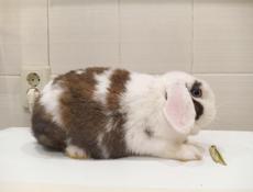 Декоративный кролик.