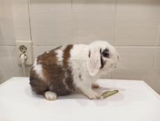 Декоративный кролик.