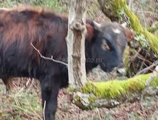 Продам бычка 