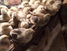 Цыплята хороший 👍 породы