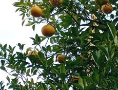 Золотой берег 25соток с документами. 