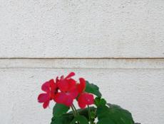 Участок на маяке