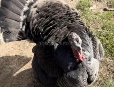 Домашние индюки! 