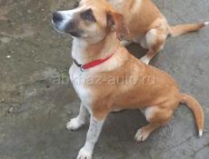 Очаровательные собачки