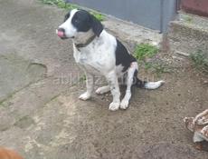 Очаровательные собачки