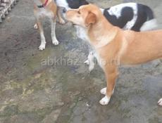 Очаровательные собачки