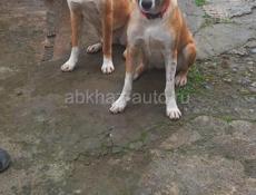 Очаровательные собачки