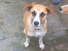 Очаровательные собачки