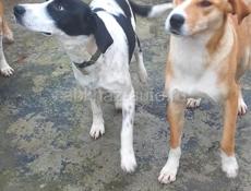 Очаровательные собачки