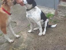 Очаровательные собачки