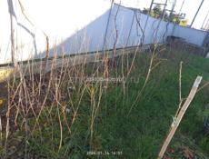 Саженцы Фруктов 