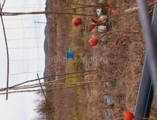 Чанба ПРОДАМ ЗЕМЛЮ