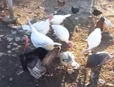 Хорошие Индюки 