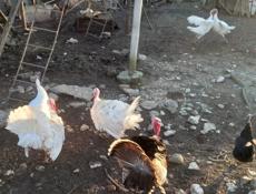 Хорошие Индюки