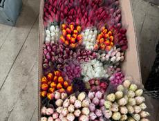 Тюльпаны оптом и в розницу