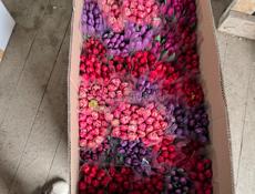 Тюльпаны оптом и в розницу