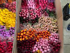 Тюльпаны оптом и в розницу