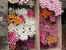 Тюльпаны оптом и в розницу