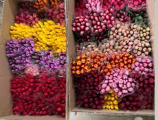 Тюльпаны оптом и в розницу 