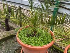 Продаю растение❗️