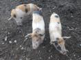 Продаю поросят 