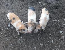 Продаю поросят 