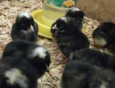 Цыплята Гриз-Бар