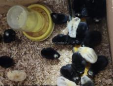 Цыплята Гриз-Бар