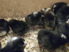 Цыплята Гриз-Бар