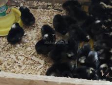 Цыплята Гриз-Бар