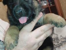 Немецкая овчарка