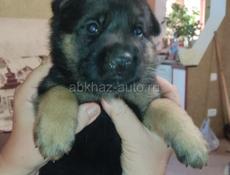 Немецкая овчарка