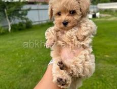  Мальтипу ф1 