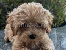  Мальтипу ф1 