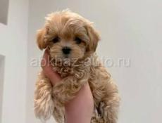  Мальтипу ф1 