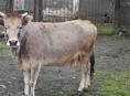 Корова дойная, хорошая 