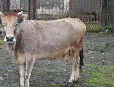 Корова дойная, хорошая 