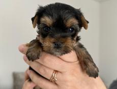 Йоркширский терьер 
